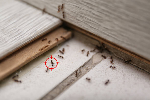 Best Ant Control Services  in East Pittsburgh, PA
