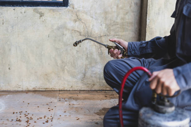 Wasp Removal Services in East Pittsburgh, PA